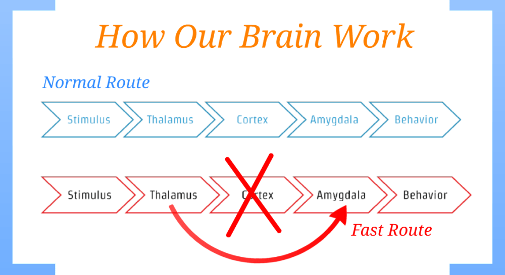 How the brain works